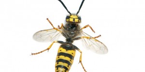 Beitragsbild des Blogbeitrags Fossilien News September 2018