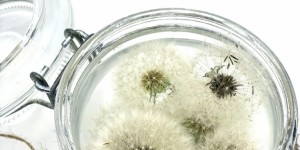 Beitragsbild des Blogbeitrags Wünsche zum Verschenken – Pusteblumen haltbar machen