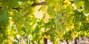 Beitragsbild des Blogbeitrags Steiermark Uncorked: Sauvignon Blanc – Der Globetrotter als steirisches Flaggschiff