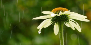 Beitragsbild des Blogbeitrags Was ist, wenn es regnet? Clevere Tipps für den Umgang mit übermäßiger Feuchtigkeit im Garten 