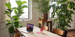 Beitragsbild des Blogbeitrags Finden Sie heraus, was man im Herbst mit Zimmerpflanzen machen kann, damit sie im Winter nicht vertrocknen! 