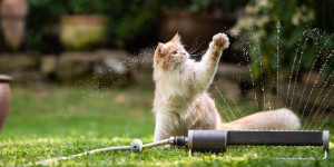 Beitragsbild des Blogbeitrags Gefahr für Katzen, wenn sie das Haus verlassen, also sehr vorsichtig sein.
