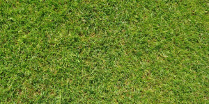 Beitragsbild des Blogbeitrags Rasendünger für den Herbst: Welchen Dünger soll man wählen? Wann und wie wird es auf den Rasen aufgetragen?