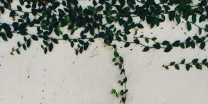 Beitragsbild des Blogbeitrags Wählen Sie eine herbstliche Kletterpflanze, die Ihren Außenbereich bereichert!
