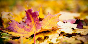 Beitragsbild des Blogbeitrags Mulchen im Herbst: Welche Art von Mulch ist zu wählen, wie und wann ist er anzuwenden? 