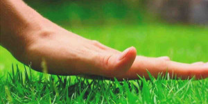 Beitragsbild des Blogbeitrags Grasarten: Eigenschaften, Verwendung und Pflege