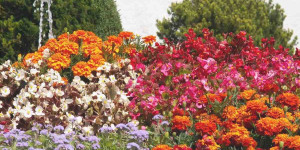 Beitragsbild des Blogbeitrags Wie kombiniert man Farben in einem Garten?