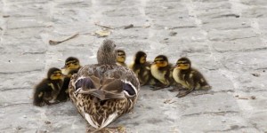 Beitragsbild des Blogbeitrags Ein Dankeschön an mein Stiefkind