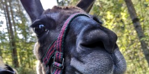 Beitragsbild des Blogbeitrags Lamas spucken nicht
