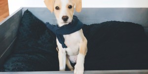 Beitragsbild des Blogbeitrags Hundebett {DIY} ...