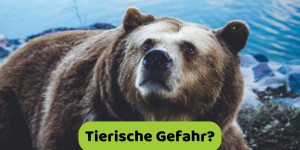 Beitragsbild des Blogbeitrags Tierische Gefahr beim Bugout in die Natur?