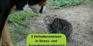 Beitragsbild des Blogbeitrags 3 Verhaltensweisen in Stress- und Ausnahmesituationen?