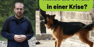Beitragsbild des Blogbeitrags Krisenvorsorge – Hunde als Gefahr in einer Krise?