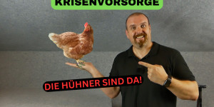 Beitragsbild des Blogbeitrags Krisenvorsorge – Jetzt kommt Leben in die Sache – Die Hühner sind da!