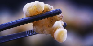Beitragsbild des Blogbeitrags Fixstarter in deiner Tagesroutine: Weihrauch-Öl für Haut, Zellen und Balance