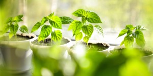 Beitragsbild des Blogbeitrags Dein Garten auf dem Fensterbrett