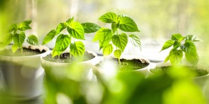 Beitragsbild des Blogbeitrags Dein Garten auf dem Fensterbrett 