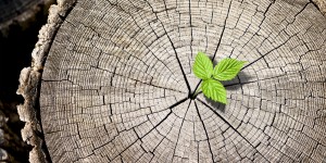 Beitragsbild des Blogbeitrags Wundermaterial Holz