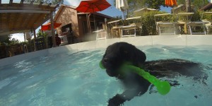 Beitragsbild des Blogbeitrags Dog Camp Union Lido – Camping mit Hund in Italien 