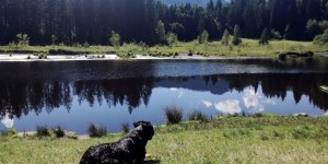 Beitragsbild des Blogbeitrags Baden mit Hund in Tirol – Hundebadeplatz am Gieringer Weiher 