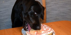 Beitragsbild des Blogbeitrags Hundekuchen selber machen – Torte für Hunde 