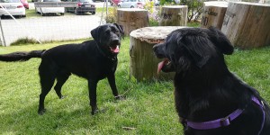 Beitragsbild des Blogbeitrags Bärenwald Arbesbach – Hunde erlaubt
