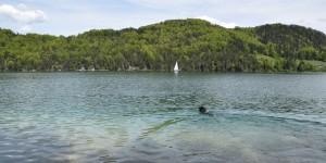 Beitragsbild des Blogbeitrags Salzburg mit Hund – Fuschlsee, Camping und Hundewiese in Salzburg