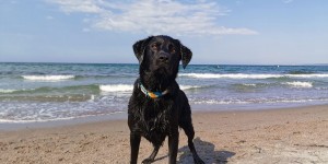 Beitragsbild des Blogbeitrags Ostsee mit Hund – von Rügen bis zur Grenze nach Dänemark 