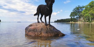 Beitragsbild des Blogbeitrags Schweden mit Hund – Einreise und Hundewiesen in Schweden