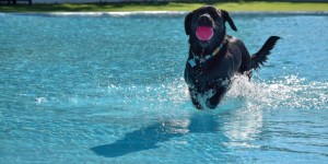 Beitragsbild des Blogbeitrags Wasserpark für Hunde in Spanien – TRUST Resort Canino 