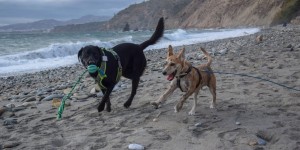Beitragsbild des Blogbeitrags Unser neues Familienmitglied – einen Hund aus Spanien adoptieren