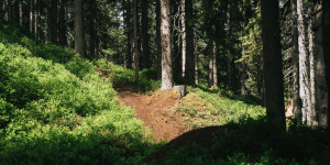 Beitragsbild des Blogbeitrags Frisches Wegerl