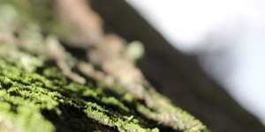 Beitragsbild des Blogbeitrags Waldspaziergang mit Folgen :) 