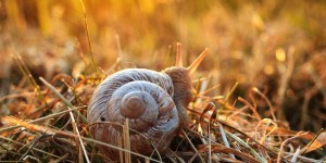 Beitragsbild des Blogbeitrags Welttag des Nichts-Tuns! 