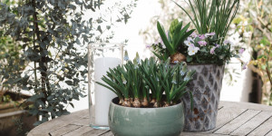 Beitragsbild des Blogbeitrags Frühlingsträume: Mediterrane Pflanzen auf der Terrasse & ein Spargelrezept 