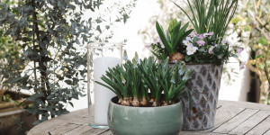Beitragsbild des Blogbeitrags Frühlingsträume: Mediterrane Pflanzen auf der Terrasse & ein Spargelrezept