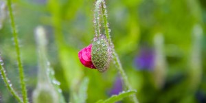 Beitragsbild des Blogbeitrags Alles Mohn in Mohndorf