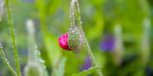 Beitragsbild des Blogbeitrags Alles Mohn in Mohndorf 