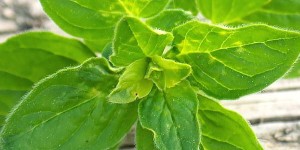 Beitragsbild des Blogbeitrags Oregano Herb Uses and Recipes