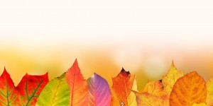 Beitragsbild des Blogbeitrags VERANSTALTUNGSTIPP!