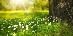 Beitragsbild des Blogbeitrags Vom ÜBERLEBEN ins ERLEBEN Dank Spirit-Wellness®!