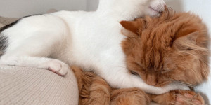 Beitragsbild des Blogbeitrags Mimi- Wild Soul, sweet heart -die Liebe zwischen Tier und Mensch