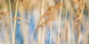 Beitragsbild des Blogbeitrags Fabienne war an den Salzachseen spazieren und hat Fotos gemacht. 