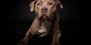 Beitragsbild des Blogbeitrags Hundeportraits – wie fotografiert man Vierbeiner im Studio 