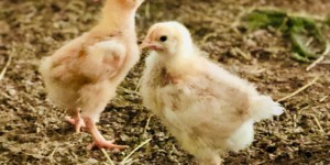 Beitragsbild des Blogbeitrags Bio-Hendl vom Biohof Bieregger
