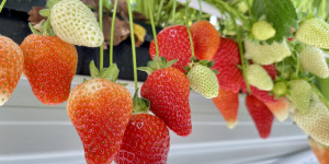 Beitragsbild des Blogbeitrags LEHNER - Beeren & Spargel