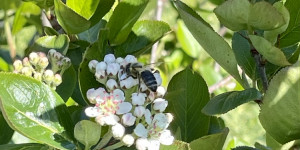 Beitragsbild des Blogbeitrags Aronia-Produkte ab Hof - Fam. Fragner in Pregarten 