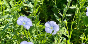 Beitragsbild des Blogbeitrags Farmgoodies