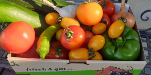 Beitragsbild des Blogbeitrags Hofschreiber - bio ☘️Gemüse und ☘️ bio vom Feld