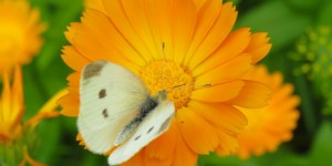 Beitragsbild des Blogbeitrags DIY: Calendula Popo Creme